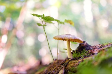 Yerde büyüyen mantar