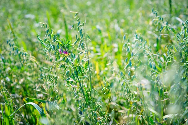 Campo de aveia verde . — Fotografia de Stock