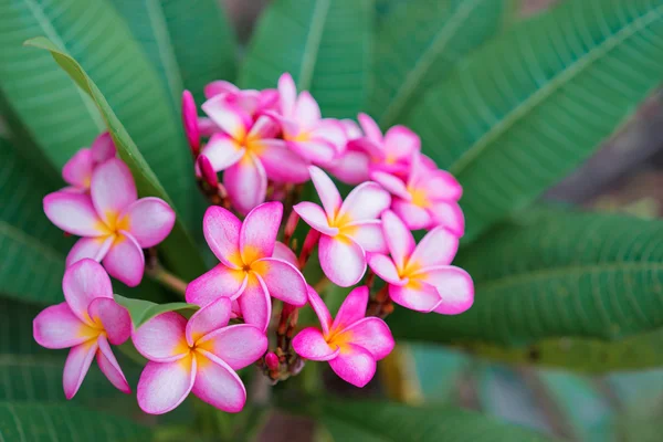 Plumeria różowe kwiaty. — Zdjęcie stockowe