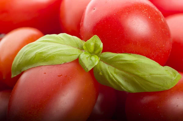 Gruppe von Tomaten — Stockfoto