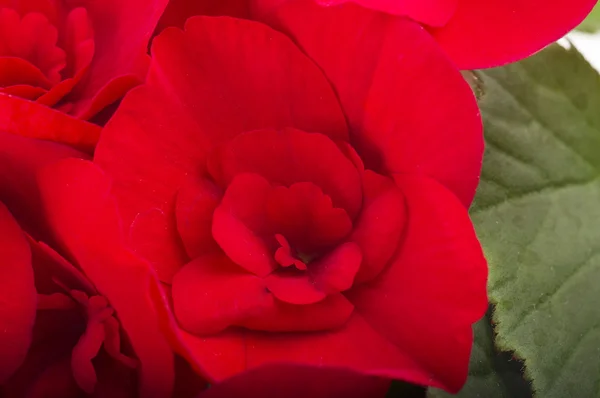 Czerwona begonia kwiaty — Zdjęcie stockowe