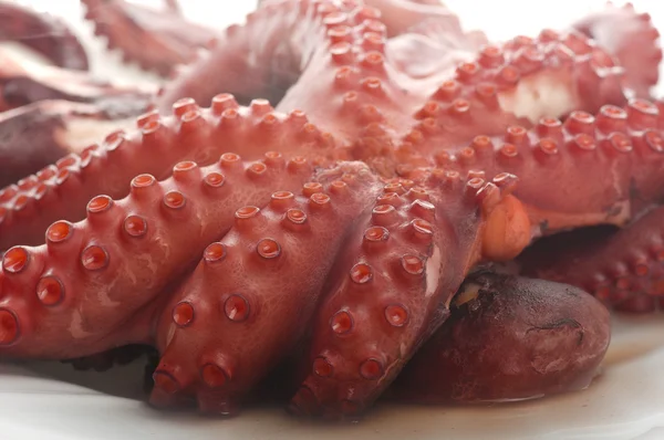 Two boiled octopus — Stock Photo, Image
