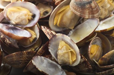 Pişmiş taze deniz tarağı 