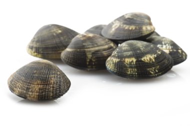  Taze çiğ istiridye