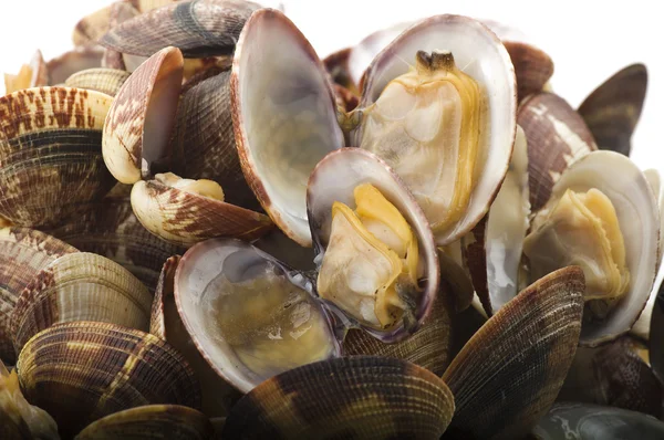 Fresh Clam cooked — Stock Photo, Image