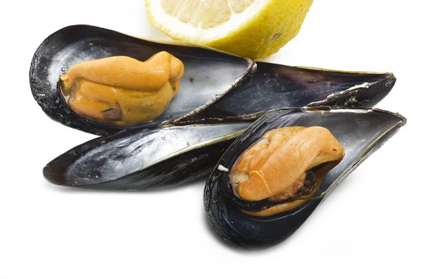 Mussel segar dimasak — Stok Foto