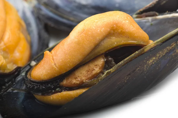 Frische Muscheln gekocht — Stockfoto