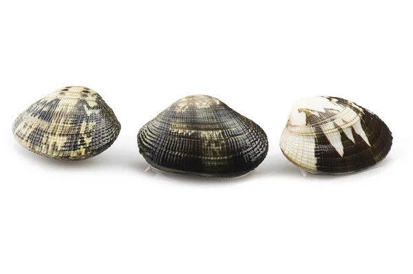 Świeże, surowe Clam — Zdjęcie stockowe