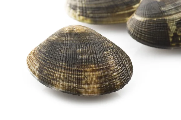 Fresh raw Clam — Stock Photo, Image