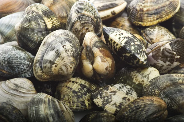 Fresh raw Clam — Stock Photo, Image