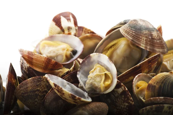 Fresh Clam cooked — Stock Photo, Image