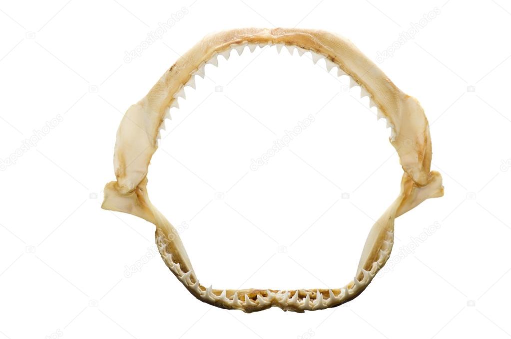 Shark's mouth