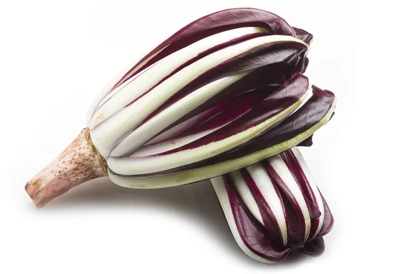 Radicchio Chicorée aus Treviso — Stockfoto