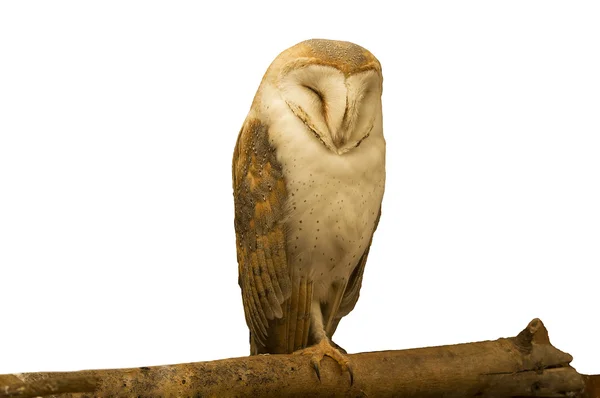 Barn Owl — Stock Photo, Image