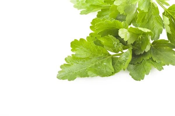 Parsley leaves — Stock Photo, Image