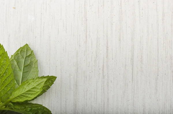 Hoja de madera blanca y menta —  Fotos de Stock