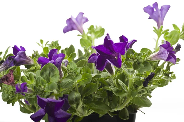 Flor de cor violeta — Fotografia de Stock