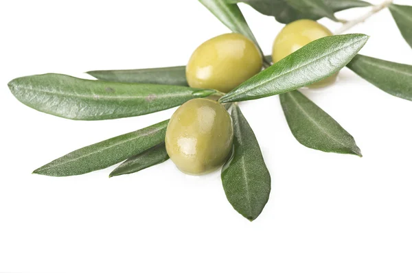 Branche d'olivier avec trois olives — Photo