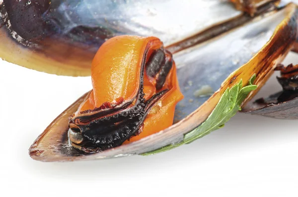 Zwarte Mossel — Stockfoto