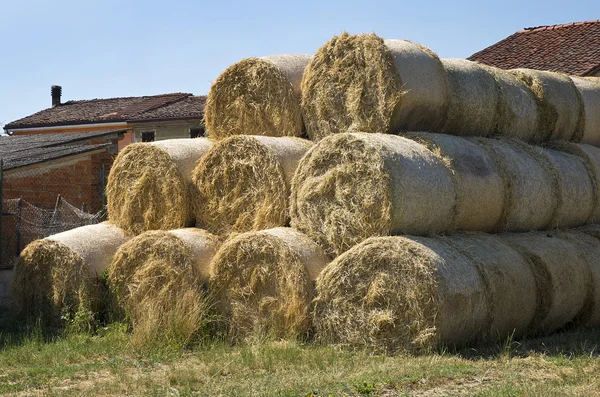 Put hay to dry — Stock Photo, Image