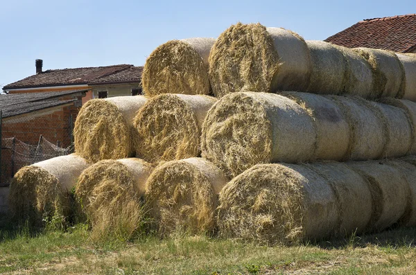 Sätta hö att torka — Stockfoto