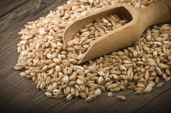 Spelt Grain — Stock Photo, Image