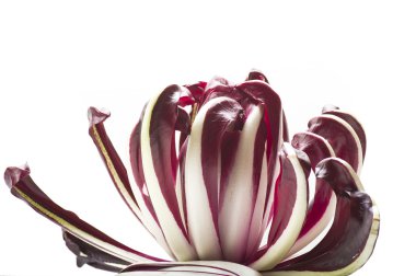 Kırmızı İtalyan radicchio hindiba