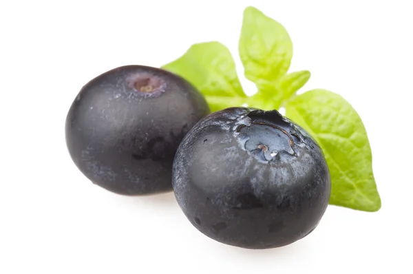 Fresh Blueberry close up — Stock Photo, Image