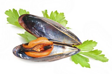 siyah midye yakın çekim