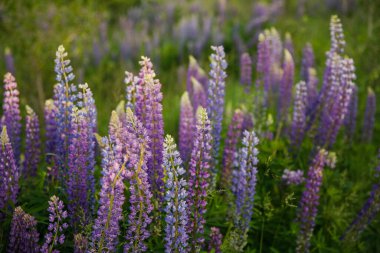 blooming beautiful lupine flowers in summer at sunset