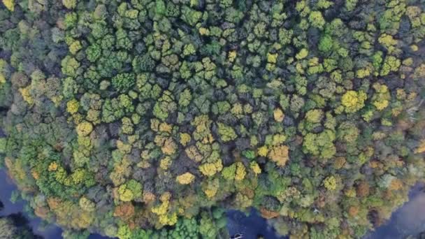 Вид Сверху Осенние Деревья Желтом Цвете Парке Озере — стоковое видео