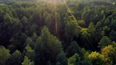 Ufukta yeşil orman ve günbatımı görünüyor.