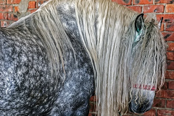 Alacalı ve tüylü at — Stok fotoğraf