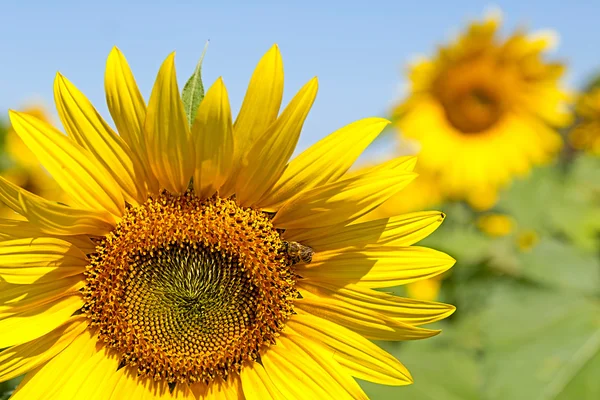 Zonnebloem in een veld — Stockfoto