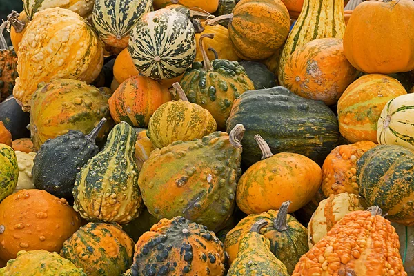 Background with mixed colorful ornamental pumpkins — Stock Photo, Image