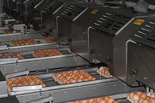 Egg packaging line — Stock Photo, Image