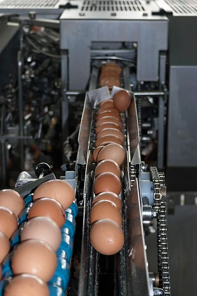 Eggs placed on the transmission line — Stock Photo, Image