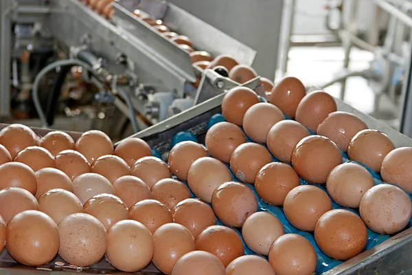 Eggs placed on the transmission line — Stock Photo, Image