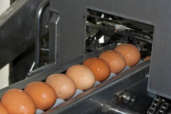 Eggs placed on the transmission line — Stock Photo, Image