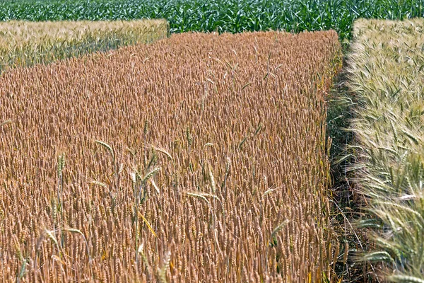 Different varieties of wheat — Stock Photo, Image