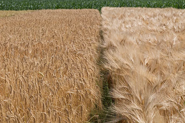 Diferentes variedades de trigo — Fotografia de Stock