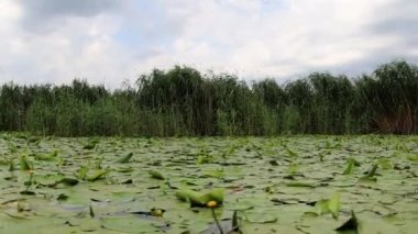 Romanya 'nın Tuna Deltası' ndaki nilüferler ve küçük sarı nilüferler.