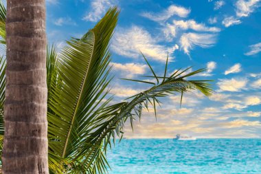 Palmiye yaprağı ve turistlerle dolu teknelerle Atlantik Okyanusu 'nda Punta Cana, Dominik Cumhuriyeti' nde bir plajın yakınında..