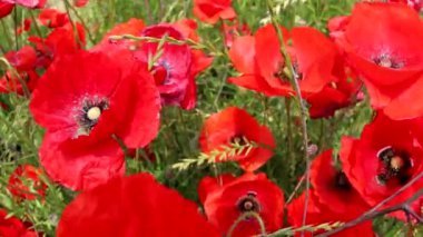 Rüzgarda gelincikler.