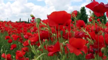 Rüzgarda gelincikler.