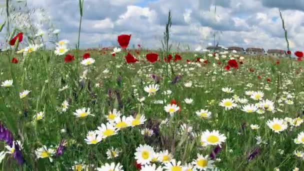 カモミールのケシ 野の花と花のフィールド — ストック動画