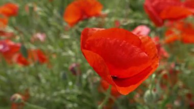 Rüzgarda haşhaş tarlası. Bahar geldi..