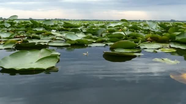 Waterlelies Kleine Gele Lotus Donaudelta Roemenië — Stockvideo