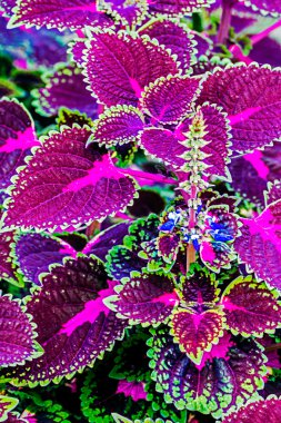 arka plan ile renkli dekoratif yaprakları 3