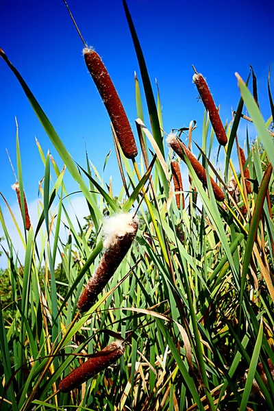 Cattails e juncos 1 — Fotografia de Stock